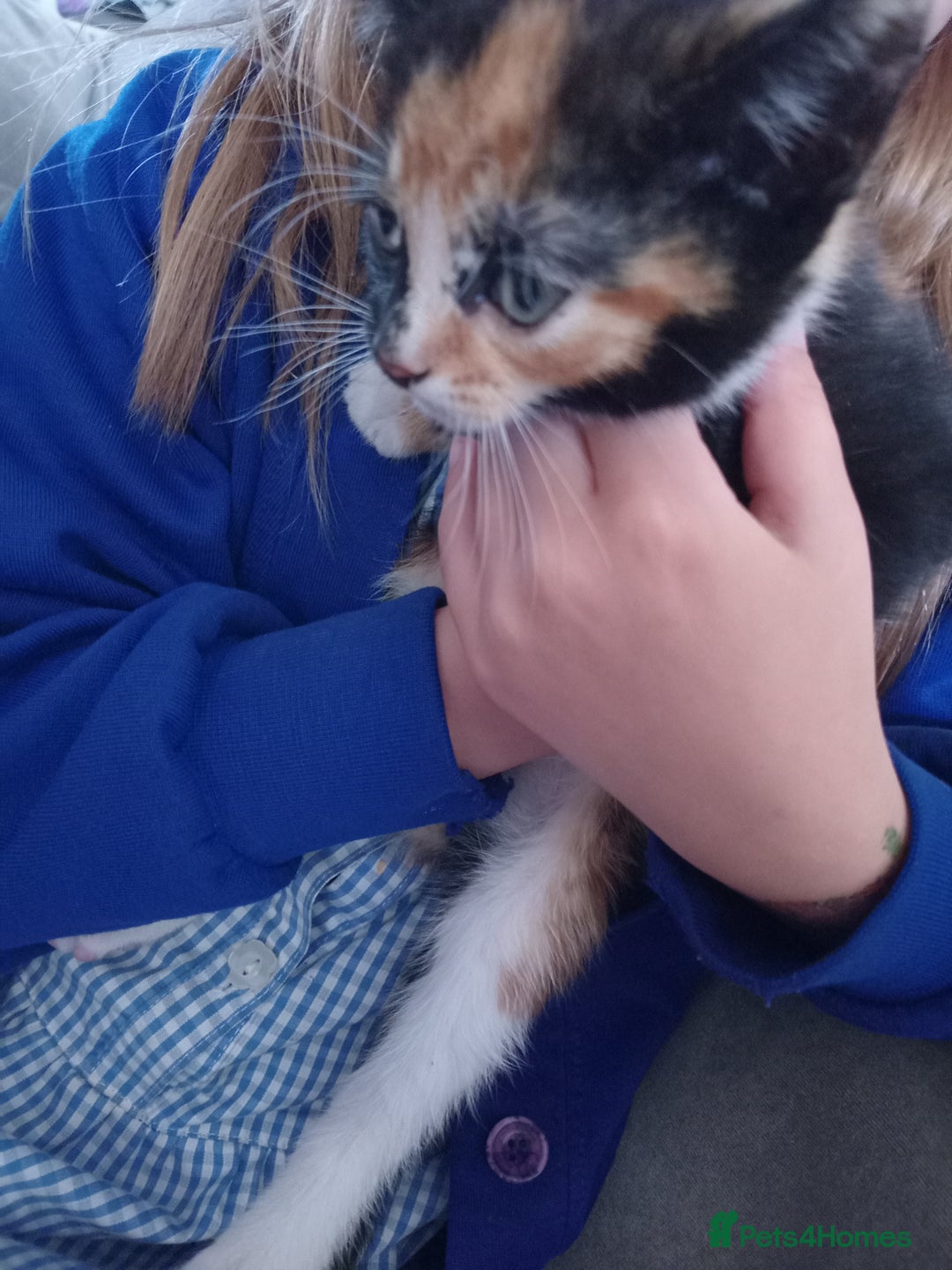 Domestic Shorthair cats for sale: 4 kittens for sale one girl and 3 boys - Image 6