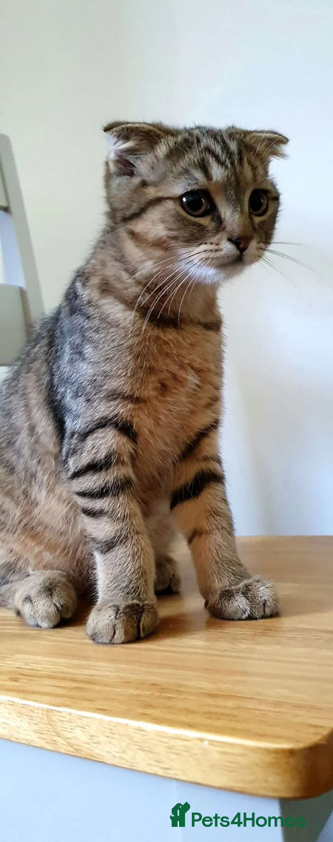 Scottish Fold cats for sale: Scottish fold tabby gold boy  - Advert 1