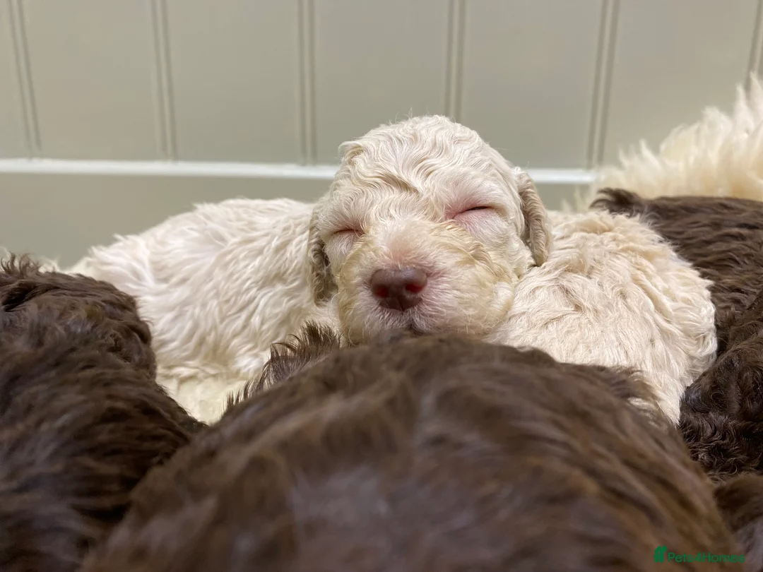 Lagotto Romagnolo dogs for sale: Lagotto romagnolo Puppies  - Advert 31