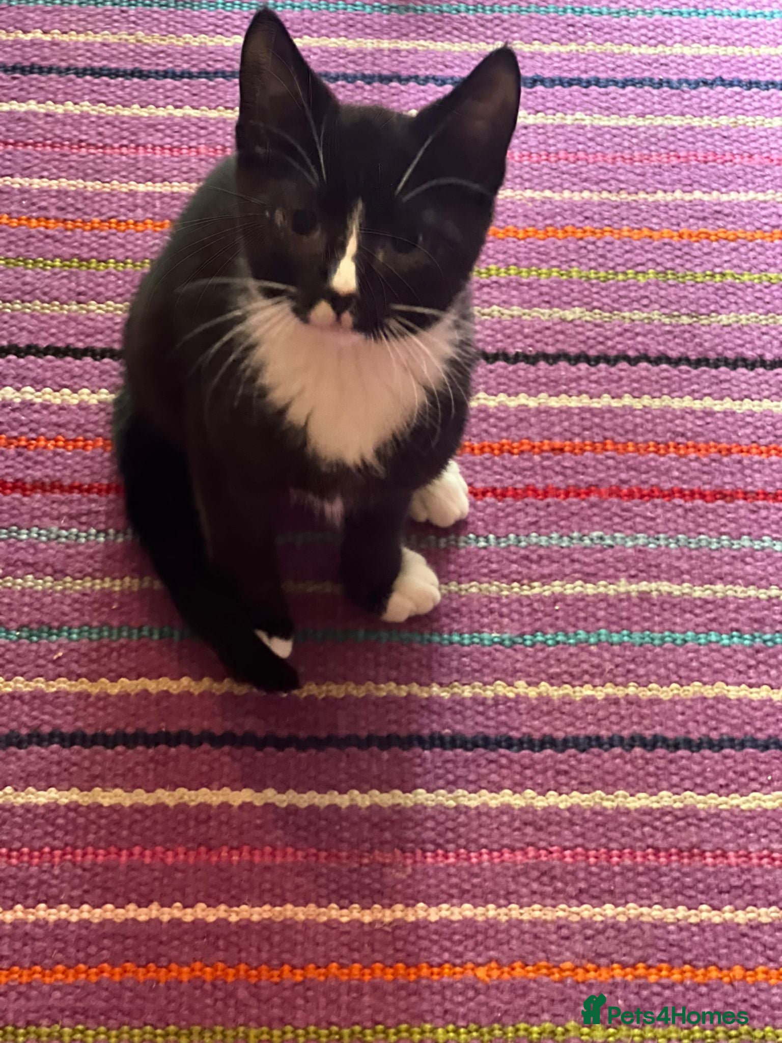 Mixed Breed cats Sid - gorgeous 4 month old boy - Advert 1