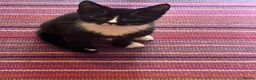Mixed Breed cats for adoption: Sid - gorgeous 4 month old boy - Advert 1