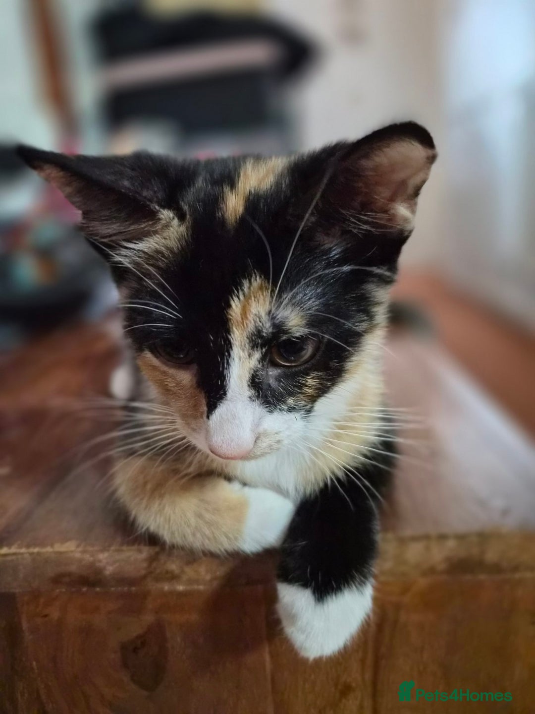 Mixed Breed cats for sale: Five Charming Kittens - Image 1
