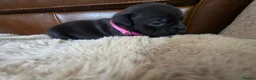 Staffordshire Bull Terrier dogs for sale: Staffordshire Bull terrier puppies 🐶  in Cheltenham - Advert 26