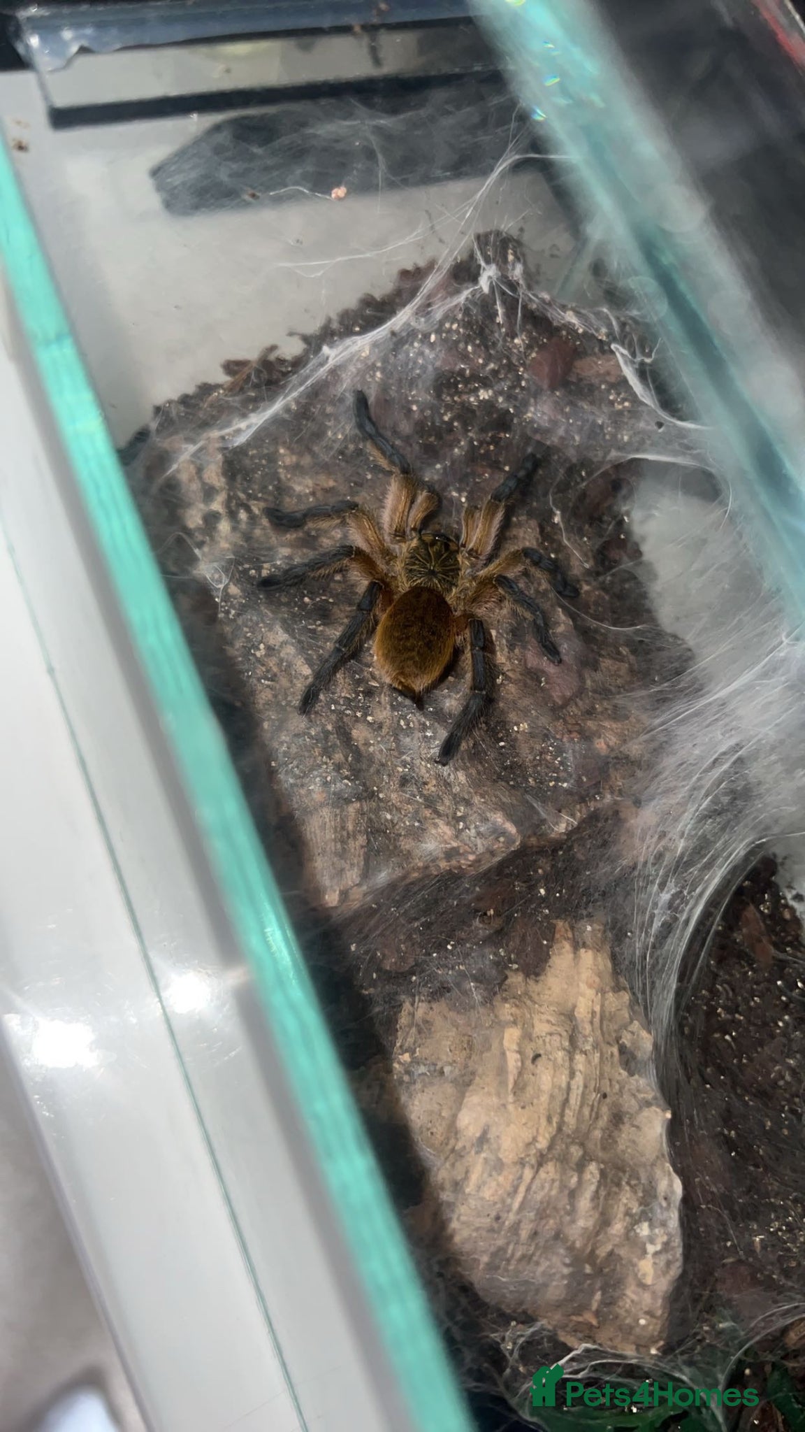 Tarantulas invertebrates Golden blue legged baboon male  - Advert 6