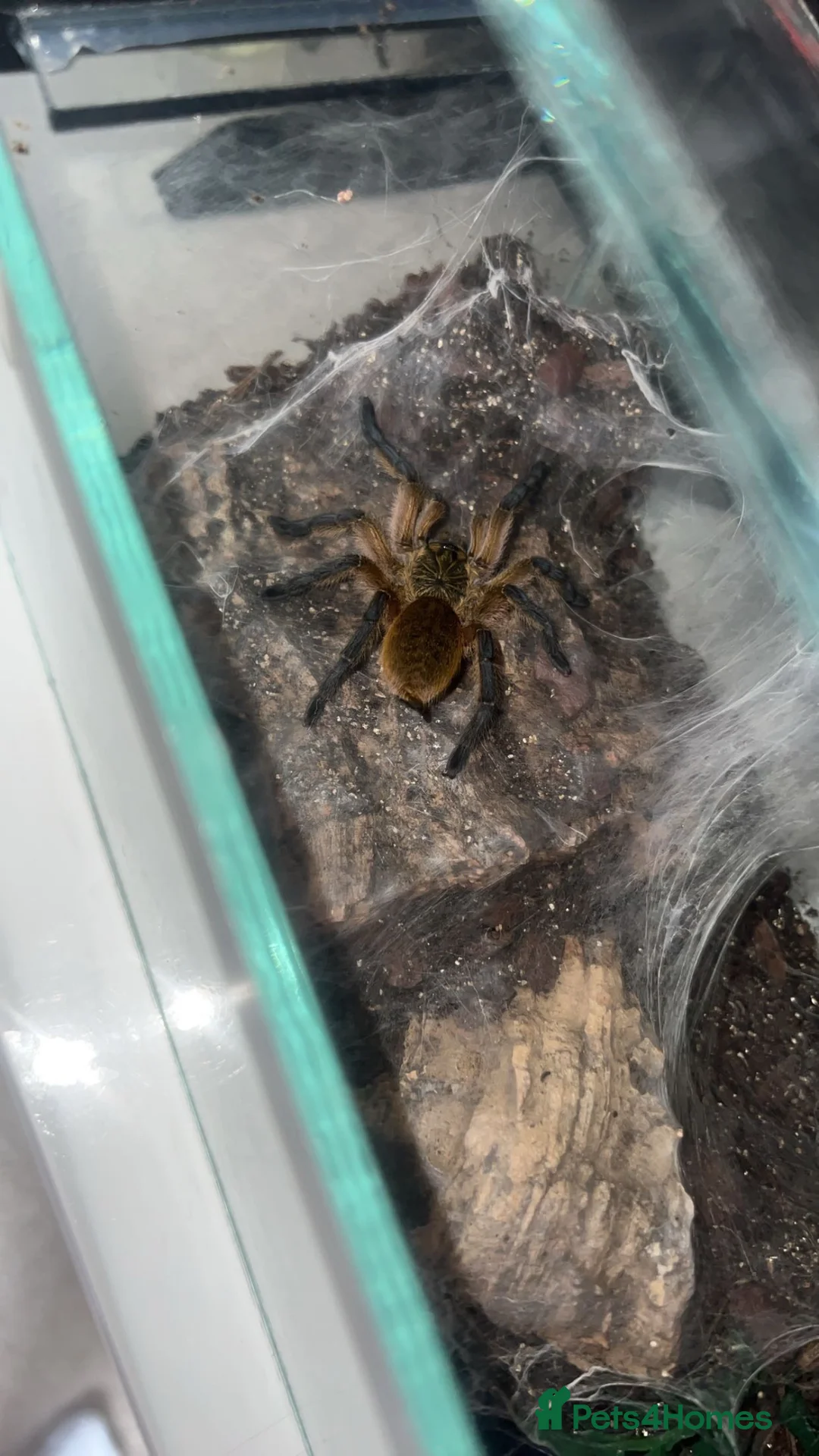 Tarantulas invertebrates for sale: Golden blue legged baboon male  in Northampton - Advert 1