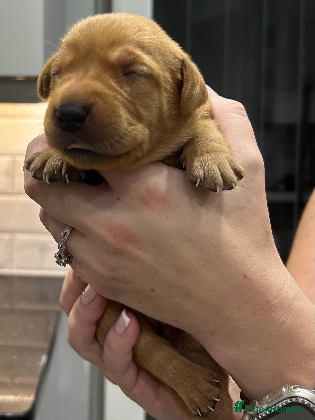Labrador Retriever dogs for sale: 10 Beautiful Fox Red Labrador Puppies - Image 8