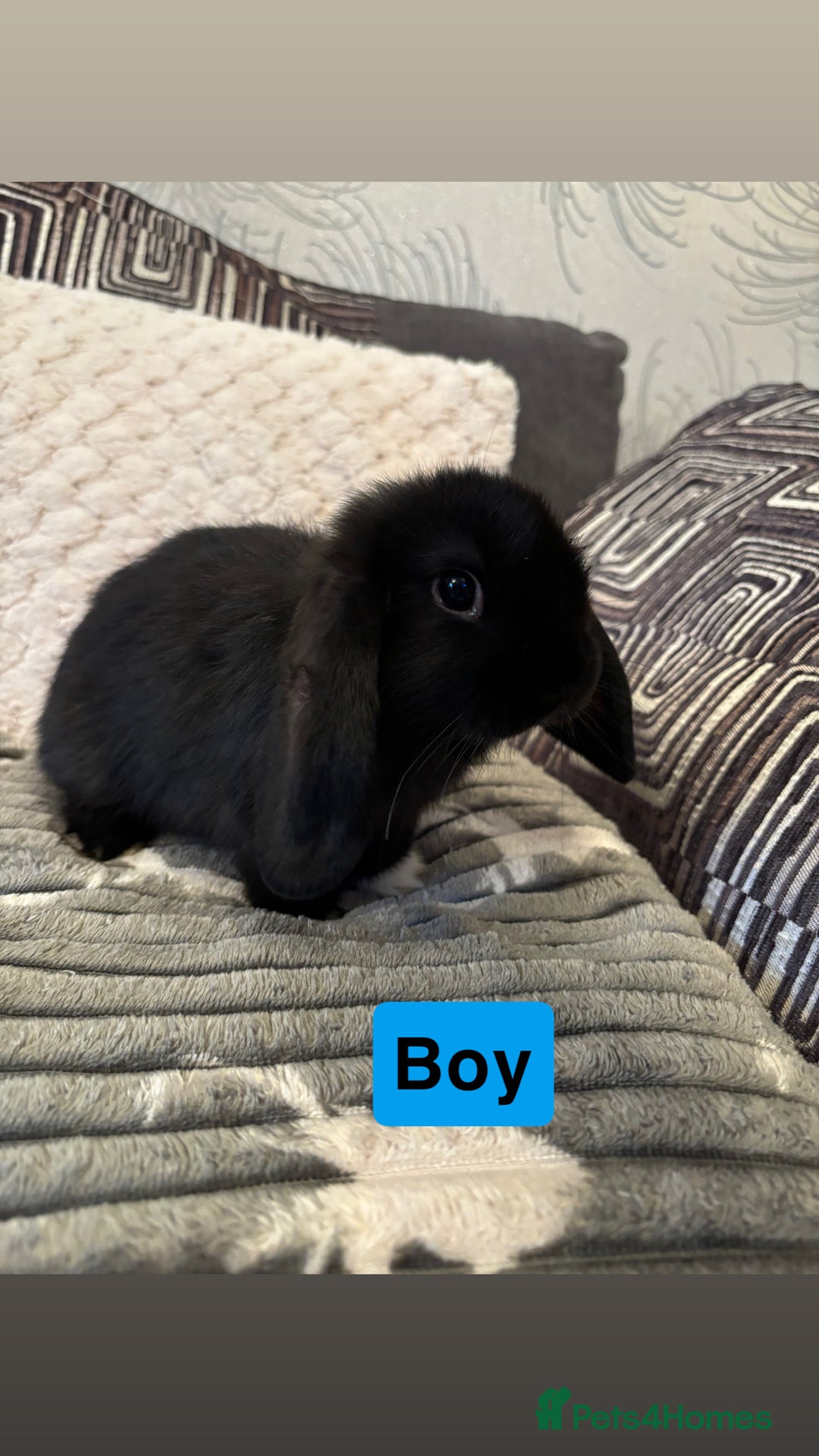 Mini Lop rabbits for sale: 4 Gorgeous Holland Lops😍 - Image 4