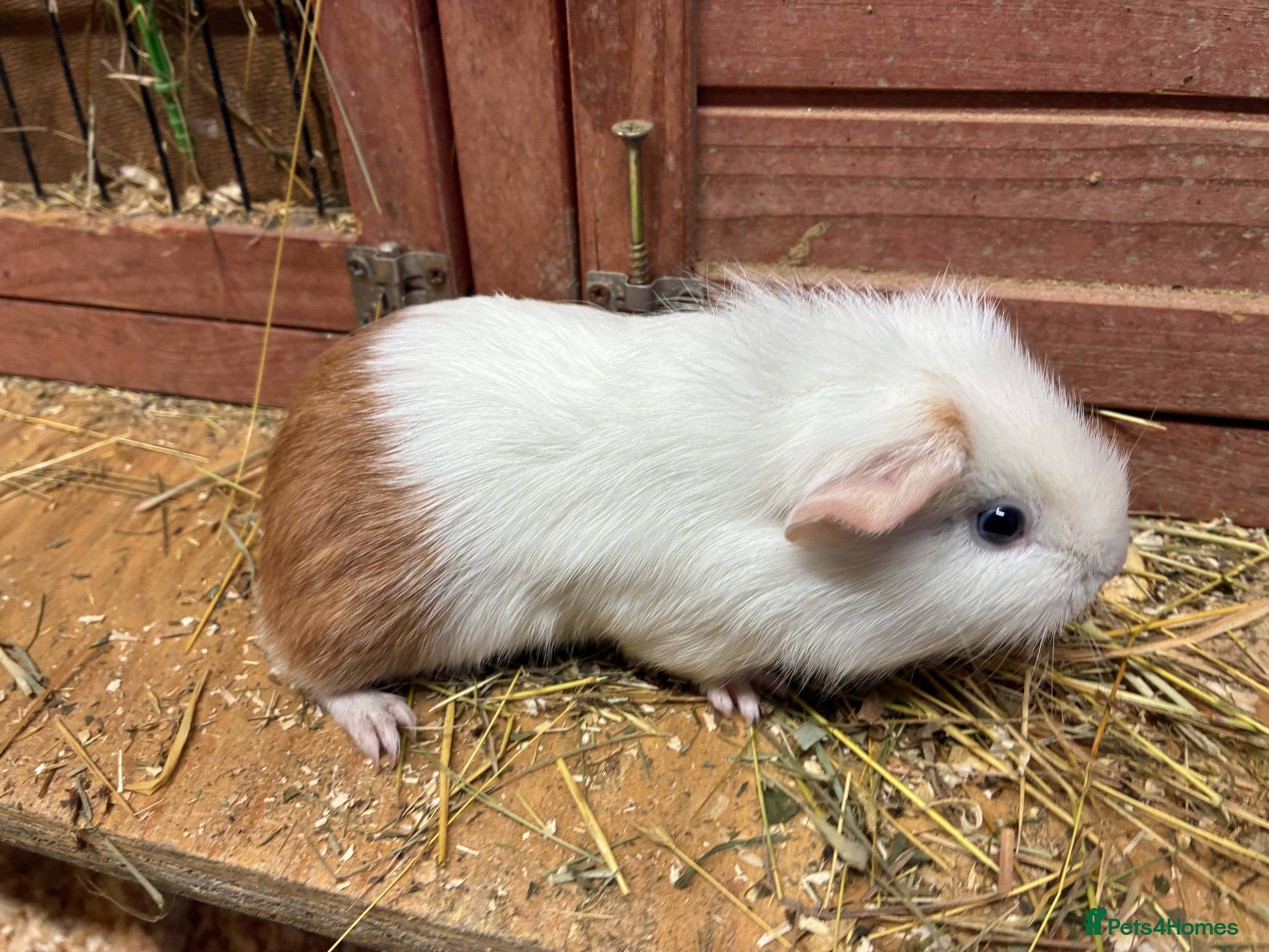 Mixed Breed rodents Baby Sow/Girl Guinea pigs - Advert 4