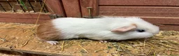 Mixed Breed rodents for sale: Baby Sow/Girl Guinea pigs - Advert 1