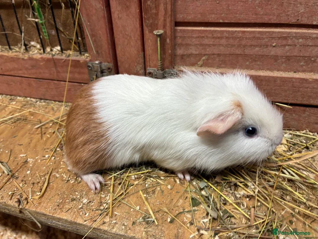 Mixed Breed rodents for sale: Baby Sow/Girl Guinea pigs - Advert 1