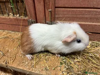 Mixed Breed rodents Baby Sow/Girl Guinea pigs - Advert 3
