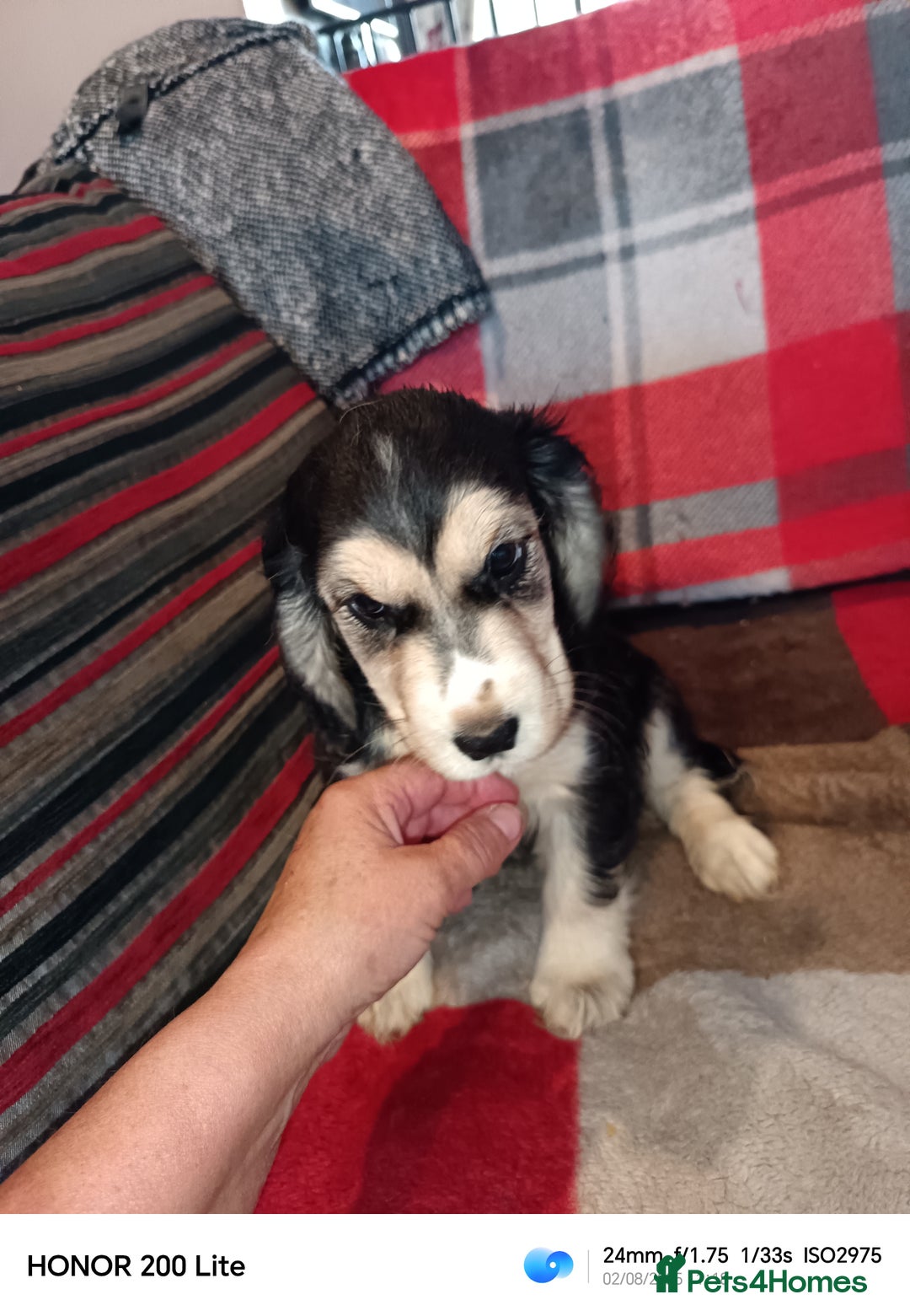 Cocker Spaniel dogs for sale: Cocker Spaniel puppies  - Image 14