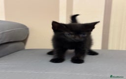 Mixed Breed cats for sale: 3 Black Male and 3 Black Female  - Image 6