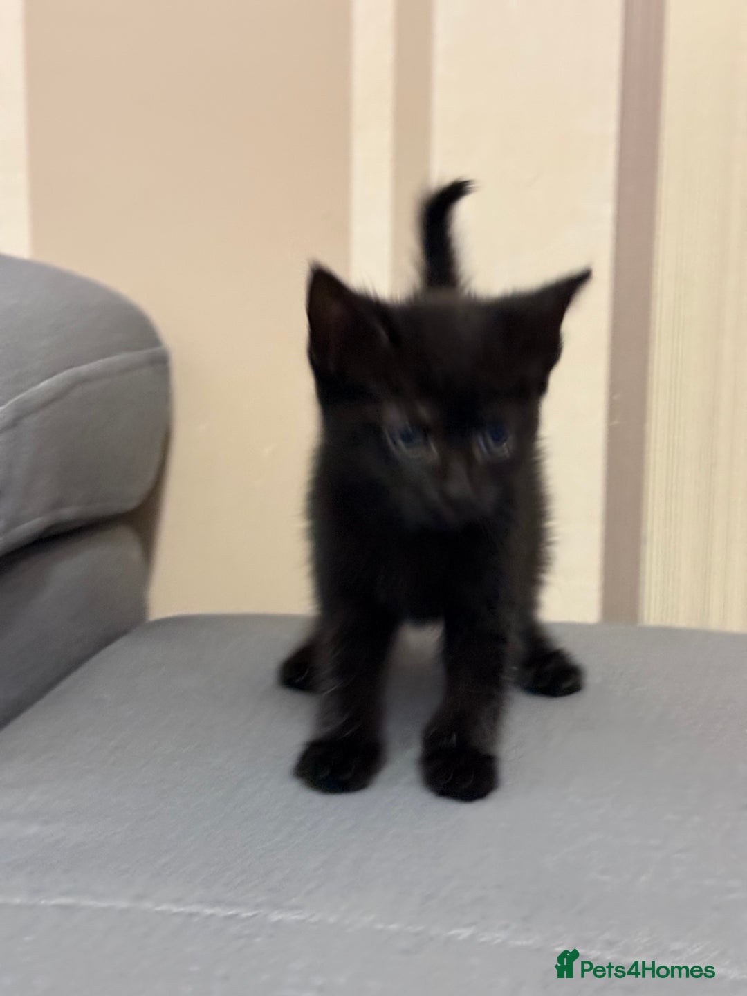 Mixed Breed cats for sale: 3 Black Male and 3 Black Female  - Image 6
