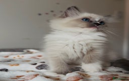 Ragdoll cats for sale: 💙🐾Tica full Pedigree🐾EU Ragdoll 🐱🐾DNA Clear - Image 21