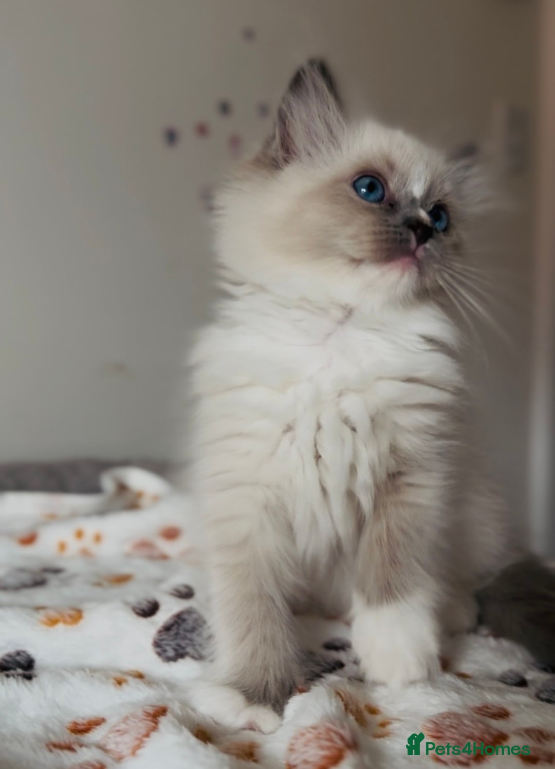 Ragdoll cats for sale: 💙🐾Tica full Pedigree🐾EU Ragdoll 🐱🐾DNA Clear - Image 21