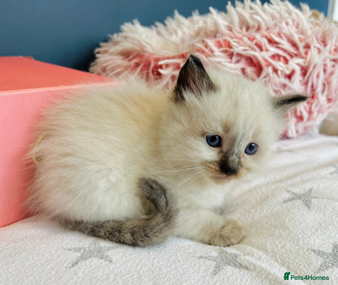 Ragdoll cats for sale: Stunning Rainbow of Ragdoll Kittens - Image 13