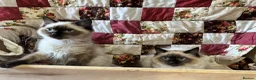 Ragdoll cats for sale: Gorgeous ragdoll boys  - Advert 1