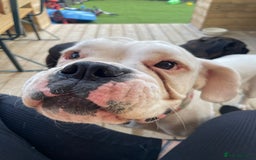 Boxer dogs for sale: Beautiful 2 year old girl boxer  - Image 1