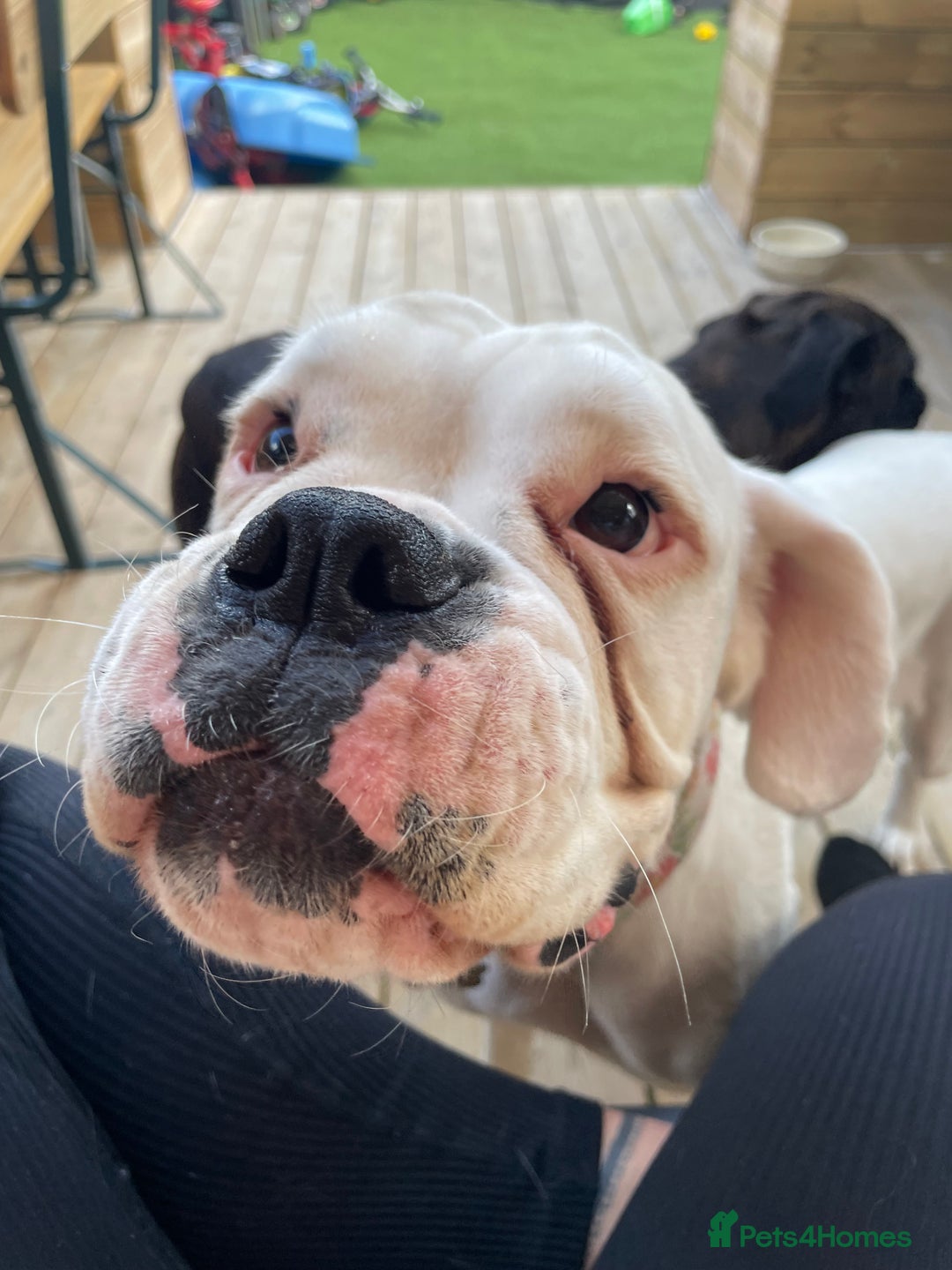 Boxer dogs for sale: Beautiful 2 year old girl boxer  - Image 1