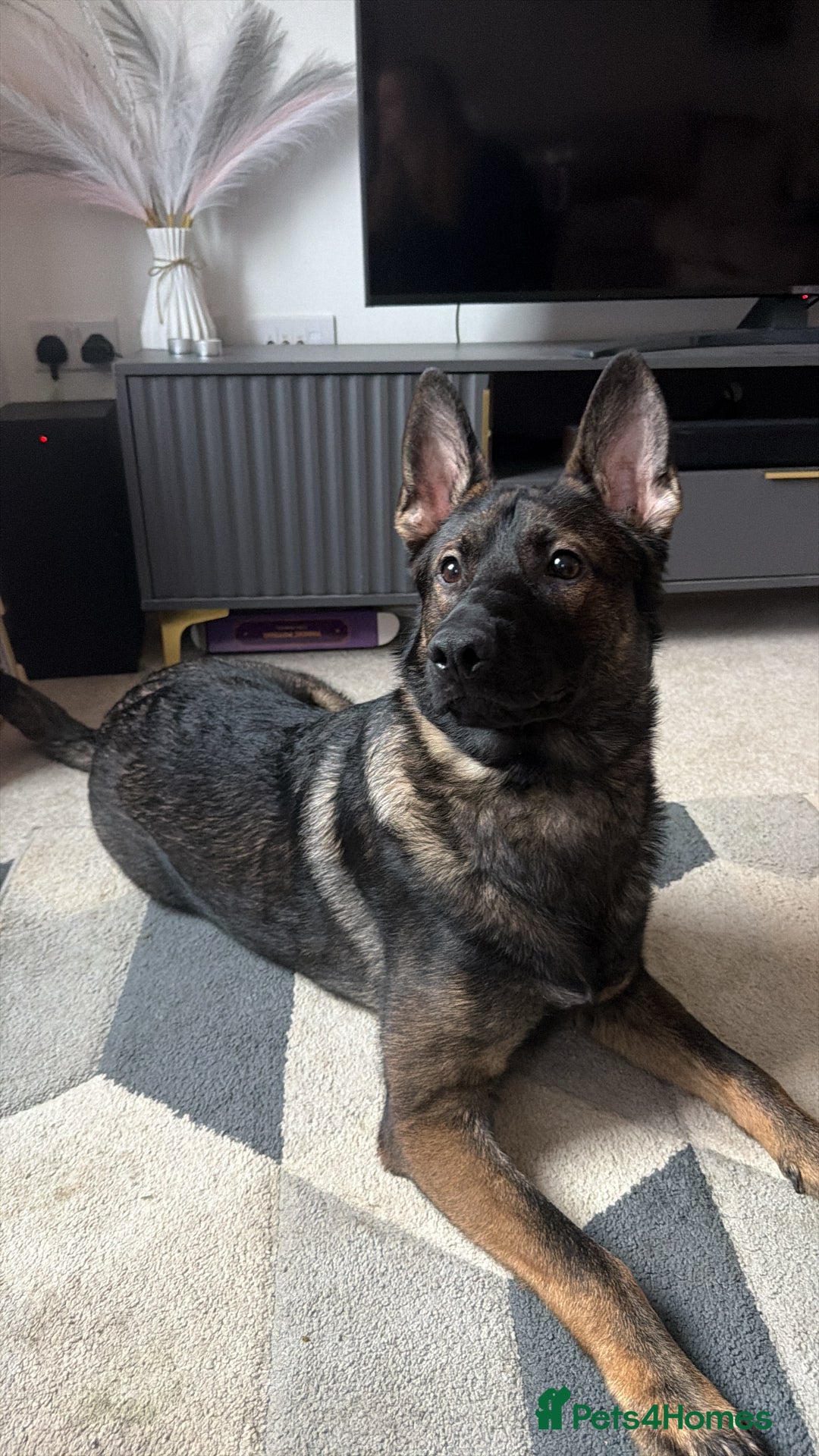 German Shepherd dogs for sale: MALE German Shepard cross (unknown)  - Advert 9