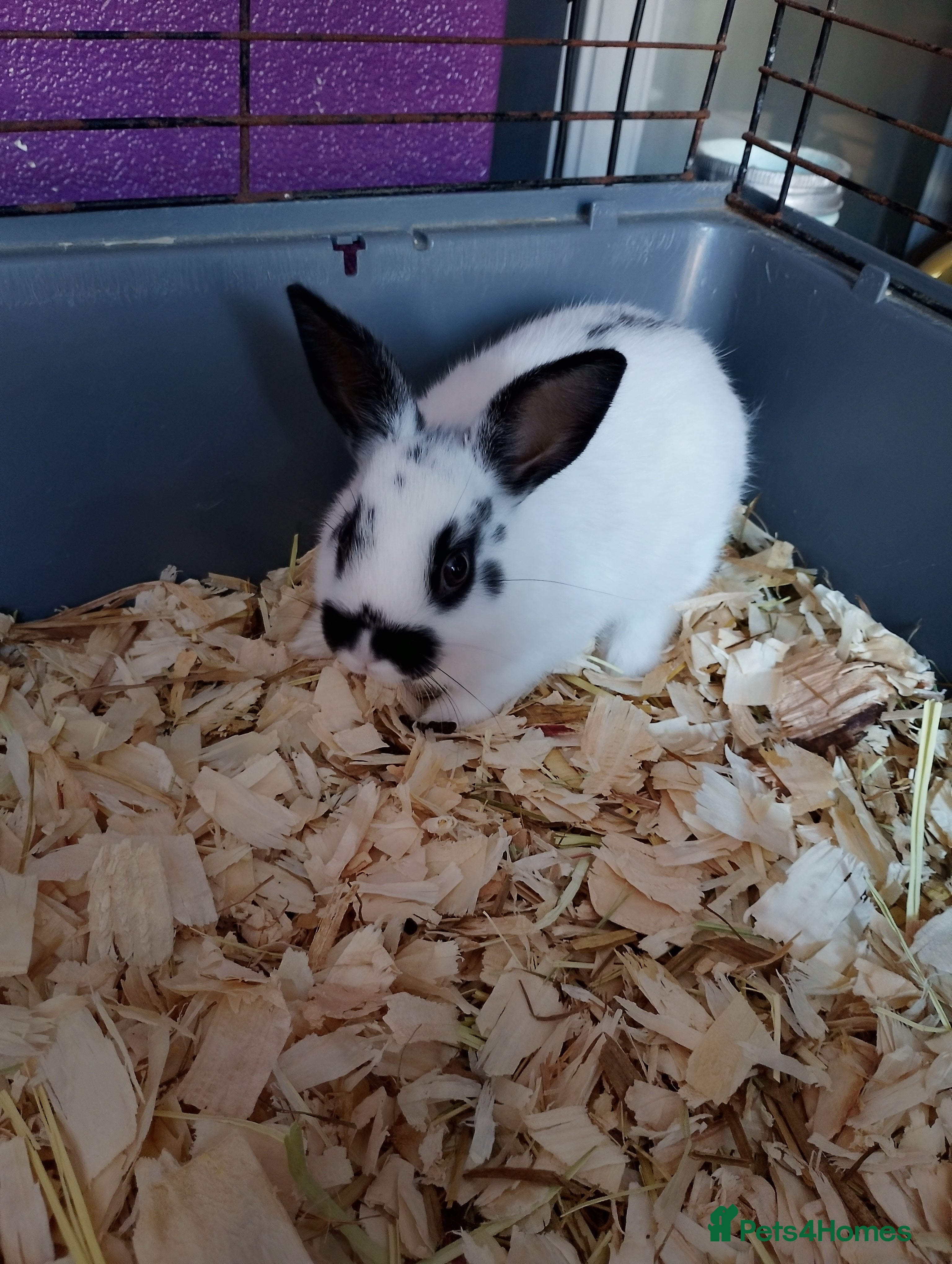 Rex rabbits Rabbits - Advert 2