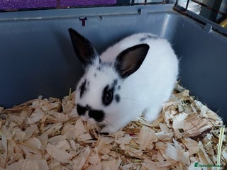 Rex rabbits Rabbits - Advert 7