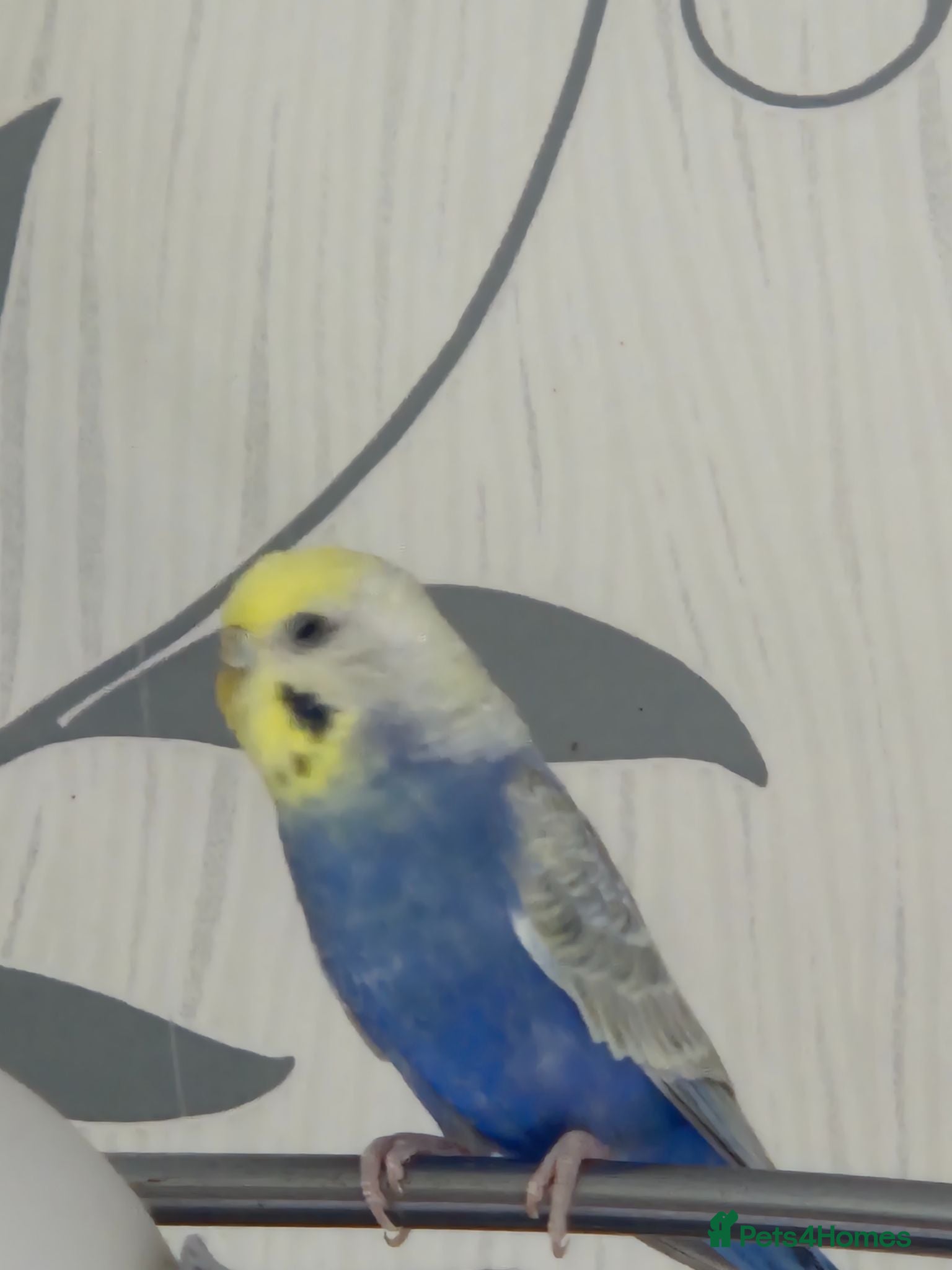 Budgerigars birds Female Budgie  - Advert 3