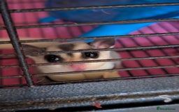 Sugar Glider rodents for sale: Breeding pair of gliders - Image 2