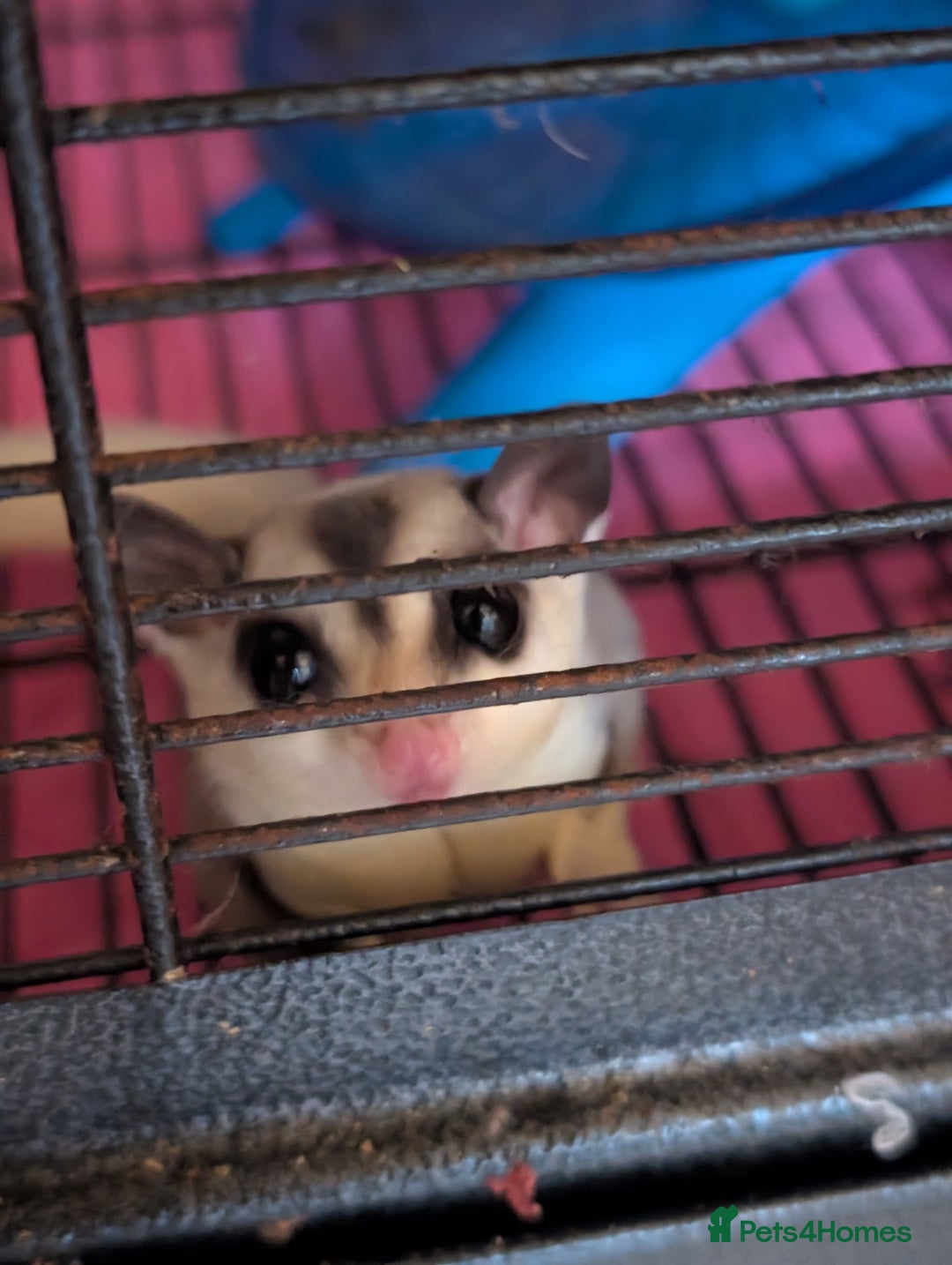 Sugar Glider rodents for sale: Breeding pair of gliders - Image 2