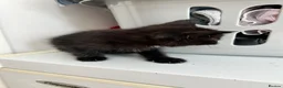 Mixed Breed cats for sale: 3 beautiful Kittens looking for their new home. - Advert 4