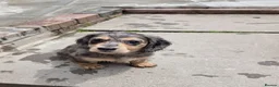 Miniature Dachshund dogs for sale: Miniature Dachshund - Advert 8
