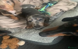 Miniature Dachshund dogs for sale: Beautiful 10 week old dapple pups available  - Image 9