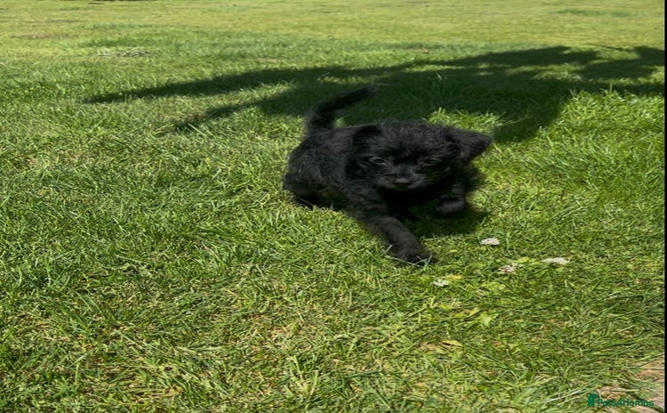 Chipoo dogs - Advert 2