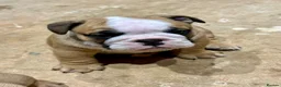 English Bulldog dogs for sale: Stunning red/white kc reg English bulldog puppies  - Advert 15