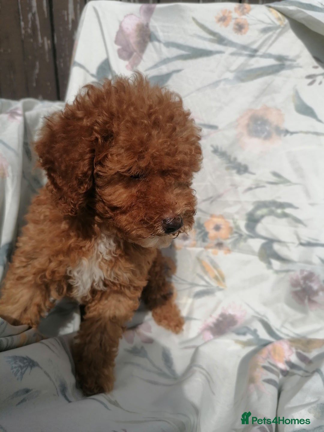 Miniature Poodle dogs for sale: Miniature poodles  - Image 13
