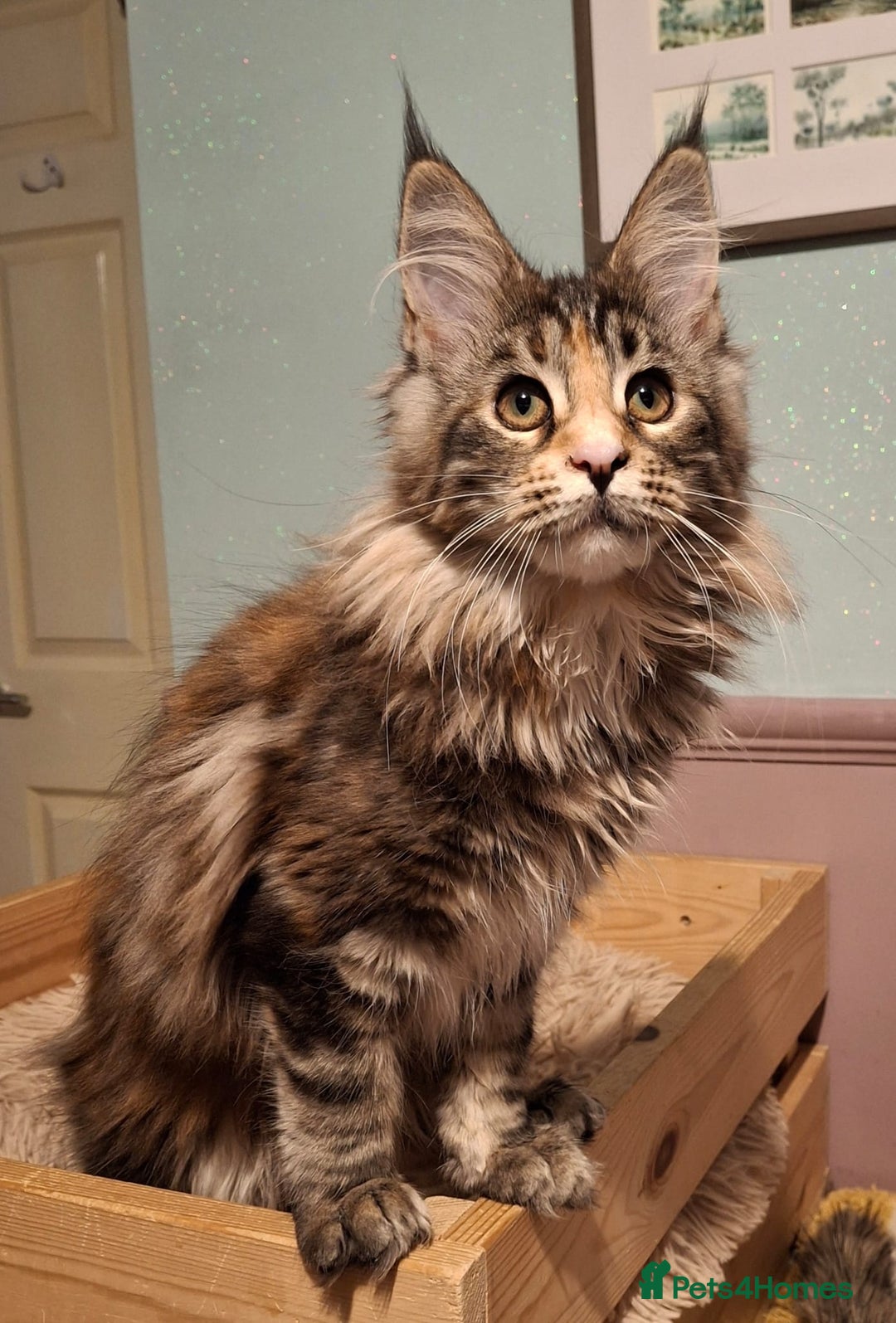 Maine Coon cats for sale: Beautiful torbie Maine Coon girls - Advert 15