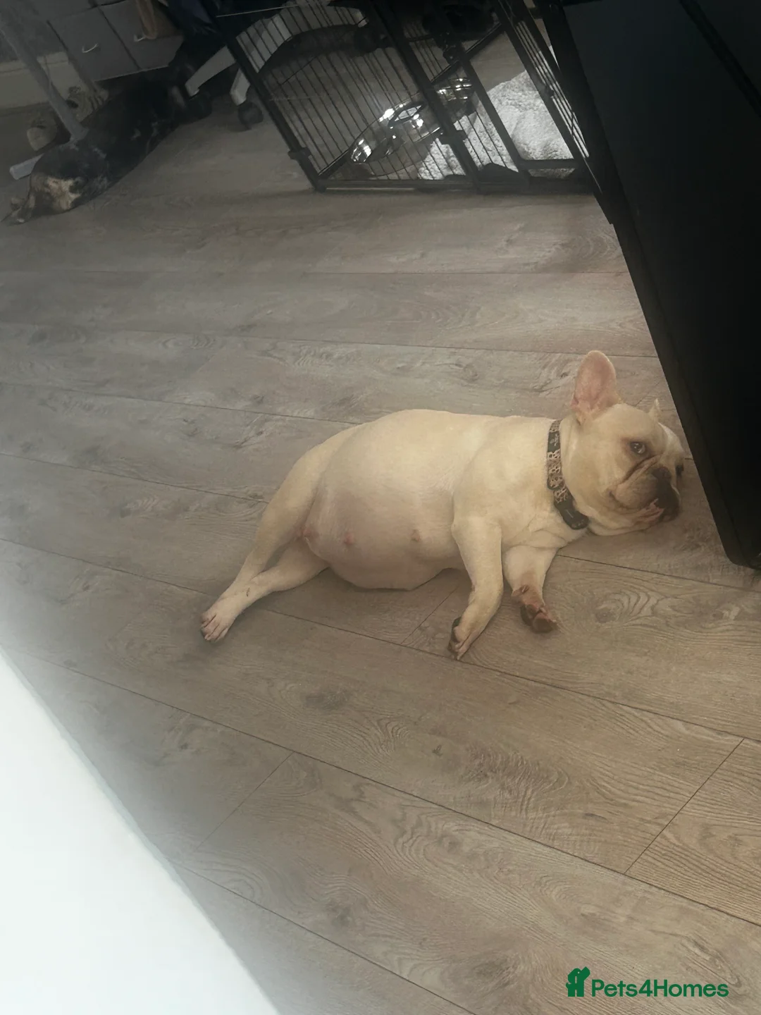 French Bulldog dogs for sale: beautiful french bull dog puppies in Nottingham - Advert 7