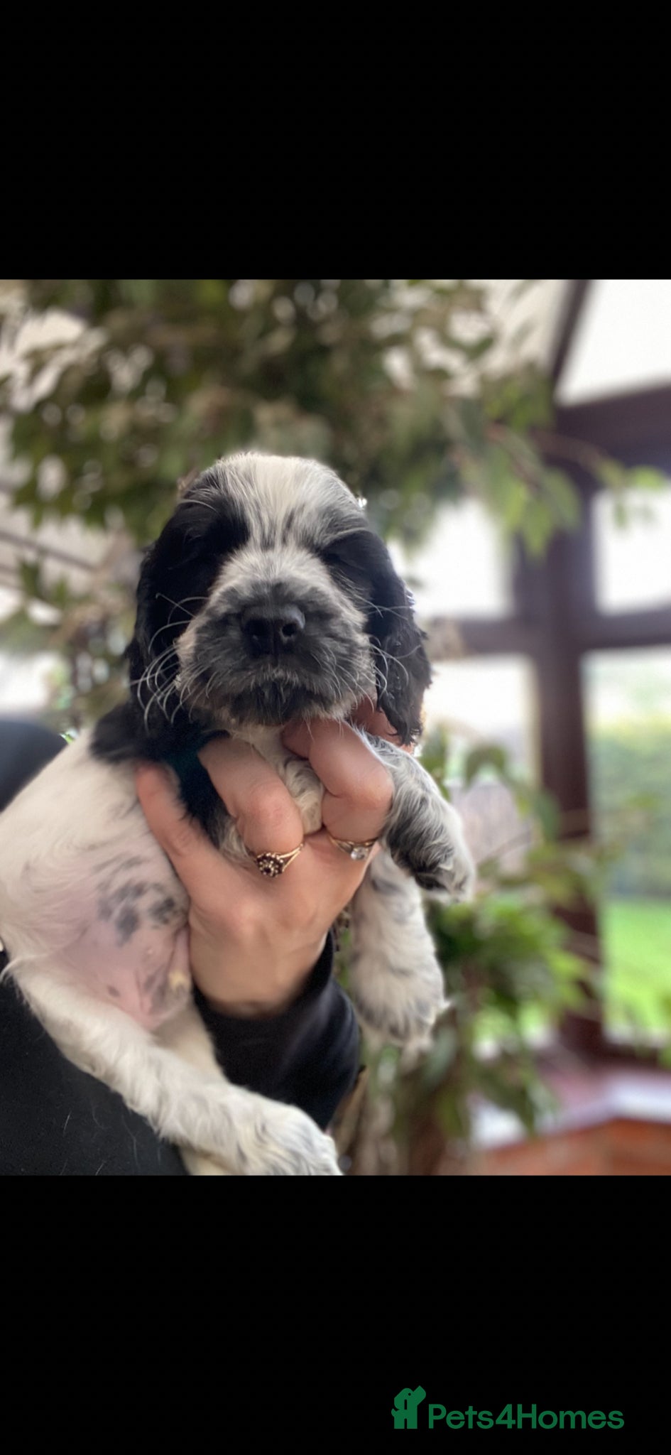 Cocker Spaniel dogs Beautiful show cocker spaniel kc reg 3 boys - Advert 13