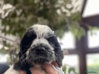 Cocker Spaniel dogs Beautiful show cocker spaniel kc reg 3 boys - Advert 12