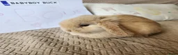 Mini Lop rabbits for sale: Stunning Mini Lops from Keeper's Mini Lops  - Advert 12