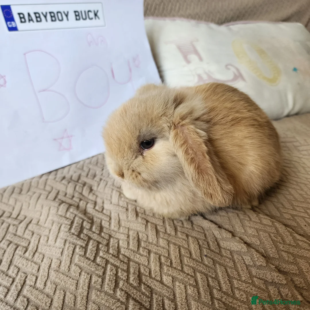 Mini Lop rabbits for sale: Stunning Mini Lops from Keeper's Mini Lops  - Advert 12