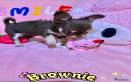 Chihuahua dogs for sale: 🔥 Adorable long-haired Chihuahua puppies for sale - Image 6