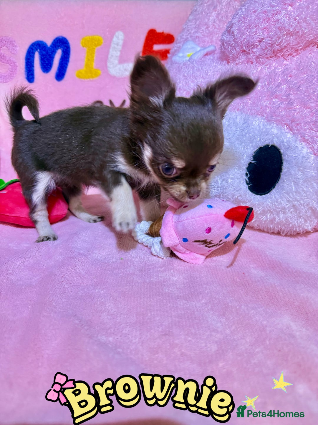 Chihuahua dogs for sale: 🔥 Adorable long-haired Chihuahua puppies for sale - Image 6