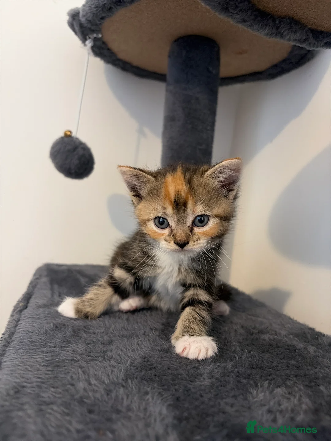 Persian cats for sale: Blue Persian x Red Shorthair Kittens in Epsom - Advert 2