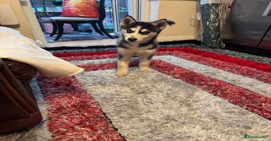 Siberian Husky dogs - Advert 2