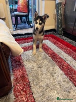 Siberian Husky dogs - Advert 2