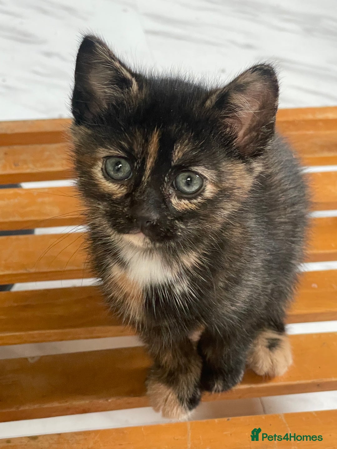 Mixed Breed cats for sale: 4 Beautiful & playful kittens - Advert 8