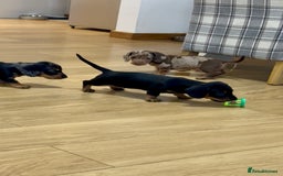 Miniature Dachshund dogs for sale: READY NOW - 2 boys left - KC registered  - Image 3