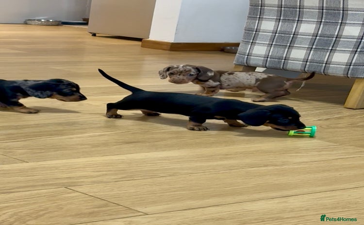 Miniature Dachshund dogs - Advert 10